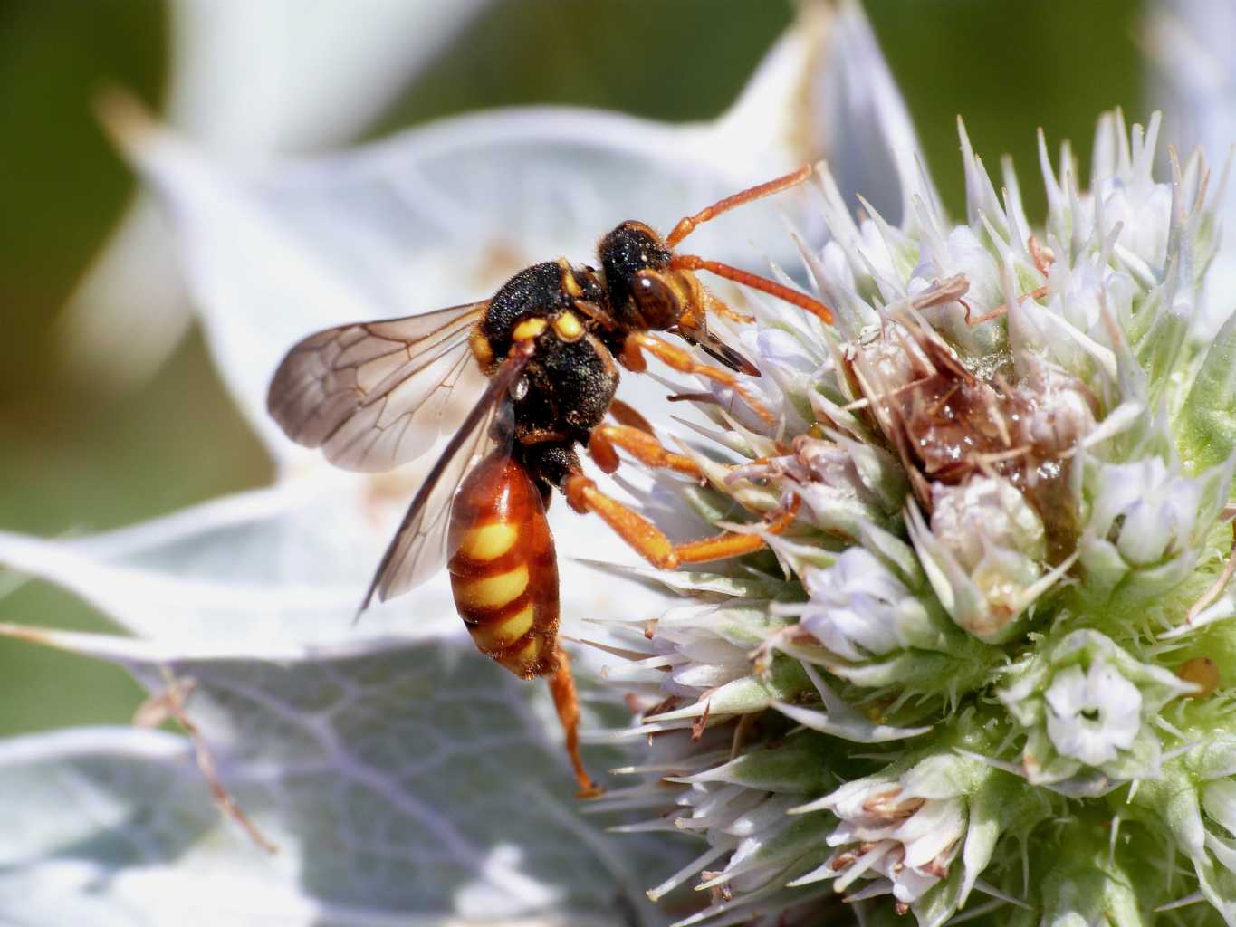 Nomada sp.